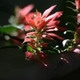 Photos of plants with red bloom