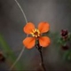 Photos of plants of Cerrado with orange bloom