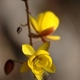 Photos of plants with yellow or golden bloom