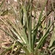 Photos of plants bromeliads and similar plants