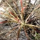 Photos of plants bromeliads and similar plants