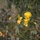 Photos of plants with yellow or golden bloom