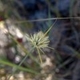 Photos of herbaceous or grasses plants type
