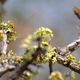 Photos of damage caused by savanna or forest fires