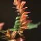 Photos of plants of Cerrado with orange bloom