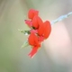 Photos of plants with red bloom