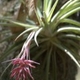 Photos of plants bromeliads and similar plants