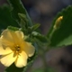 Photos of plants with yellow or golden bloom