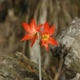 Photos of plants of Cerrado with orange bloom