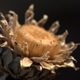 Plants or part of the plant dried on the stalk