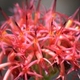 Photos of plants with red bloom