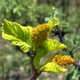 Photos of plants of Cerrado with orange bloom