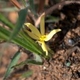 Photos of plants with yellow or golden bloom