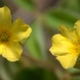 Photos of plants with yellow or golden bloom