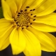 Photos of plants with yellow or golden bloom