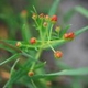 Photos of plants of Cerrado with orange bloom