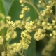 Photos of plants with yellow or golden bloom