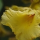 Photos of plants with yellow or golden bloom