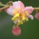 Photos of plants with pink or purple bloom
