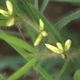 Photos of plants with yellow or golden bloom