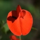 Photos of plants with red bloom