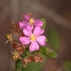 Photos of plants with pink or purple bloom