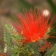 Photos of plants with red bloom