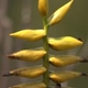 Photos of plants bromeliads and similar plants