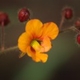 Photos of plants of Cerrado with orange bloom