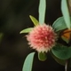 Photos of plants with red bloom