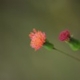 Photos of plants with red bloom