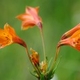 Photos of plants of Cerrado with orange bloom