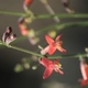 Photos of plants with red bloom