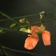 Photos of plants of Cerrado with orange bloom