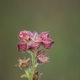 Photos of plants with red bloom