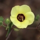 Photos of plants with yellow or golden bloom