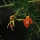 Photos of plants of Cerrado with orange bloom