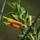 Photos of plants of Cerrado with orange bloom