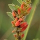 Photos of plants of Cerrado with orange bloom