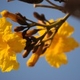 Photos of plants with yellow or golden bloom