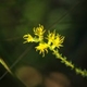 Photos of plants with yellow or golden bloom