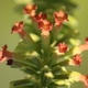 Photos of plants of Cerrado with orange bloom