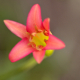 Photos of plants with red bloom