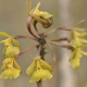 Photos of plants orchids