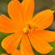 Photos of plants of Cerrado with orange bloom