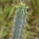 Photos of cacti and particular plants