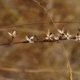 Plants or part of the plant dried on the stalk