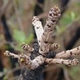 Photos of damage caused by savanna or forest fires