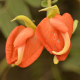 Photos of plants of Cerrado with orange bloom