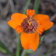 Photos of plants of Cerrado with orange bloom